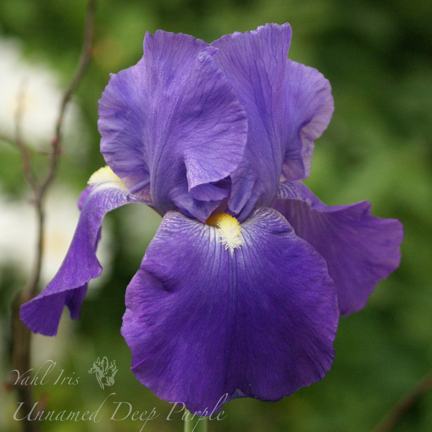 Unknown name 1 - Tall bearded iris