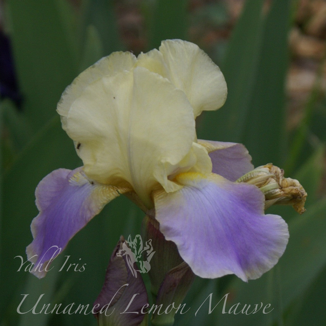 Unknown Name 2 - Tall bearded iris