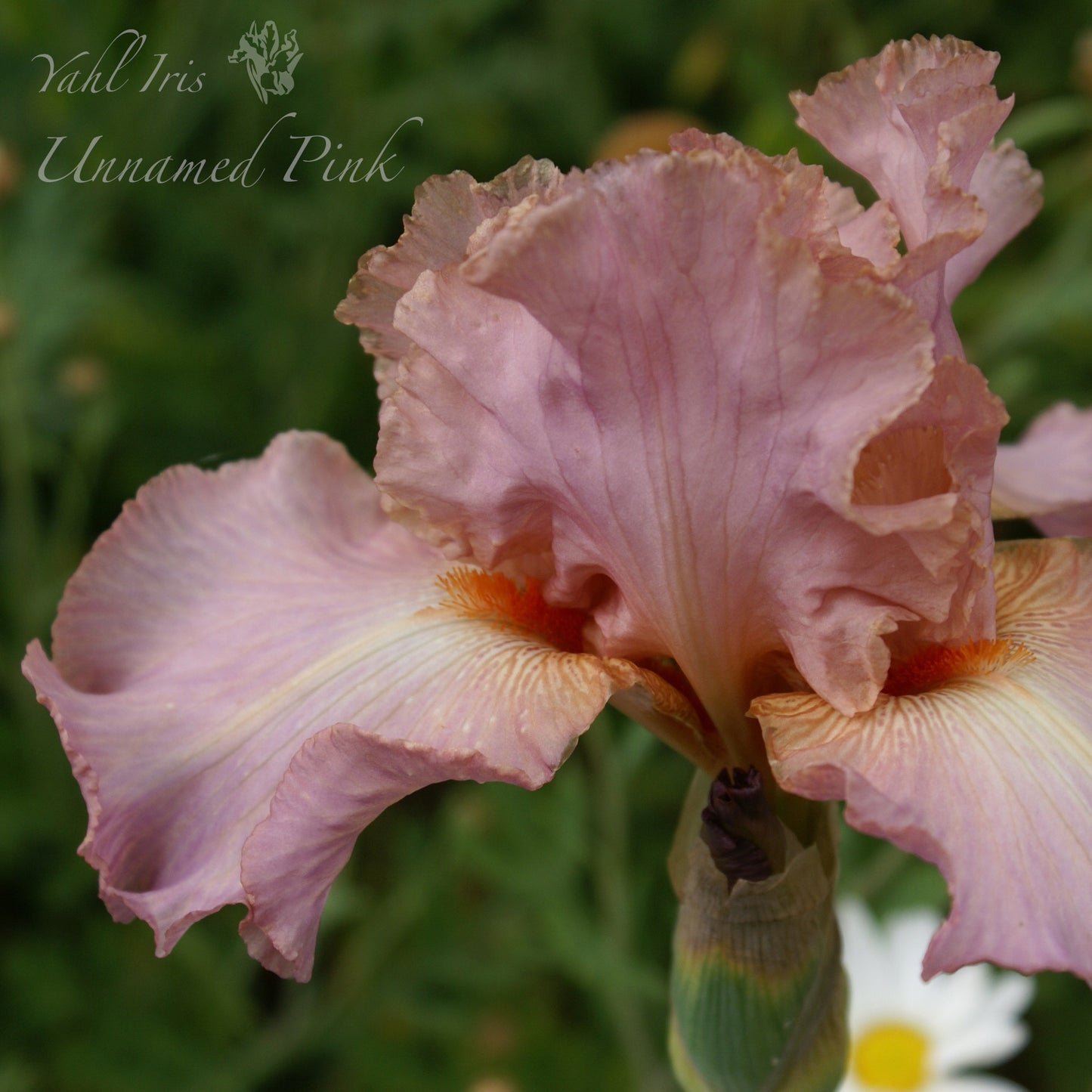 Unknown Name 3 - Tall bearded iris