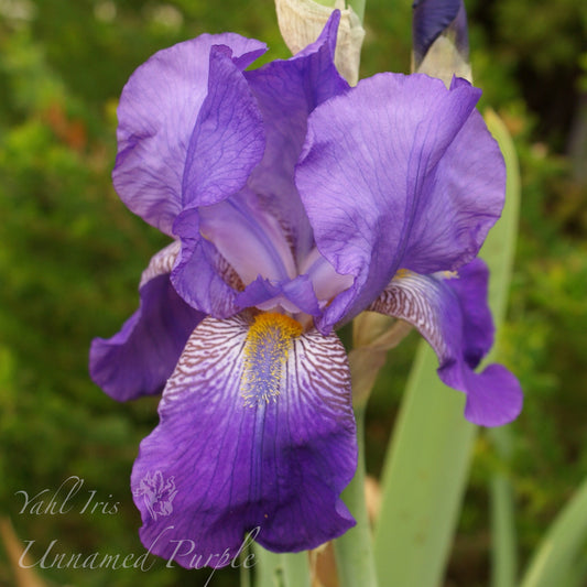 Unknown Name 4 - Tall bearded iris