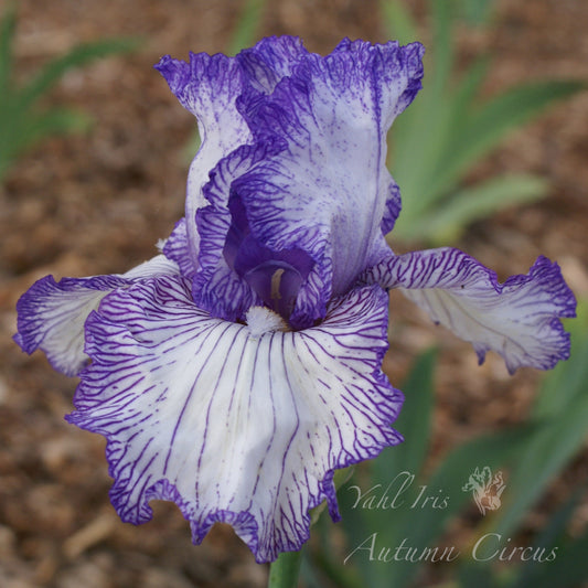 Autumn Circus Tall Bearded Iris