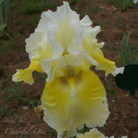 Cheerful One - Tall bearded iris