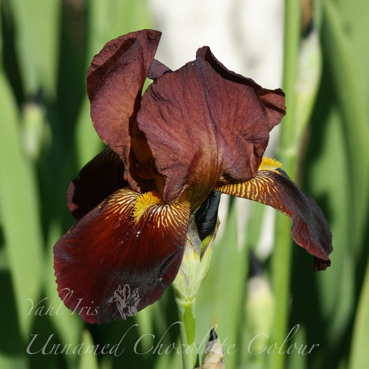 Unnamed - Chocolate Colour - Tall bearded iris