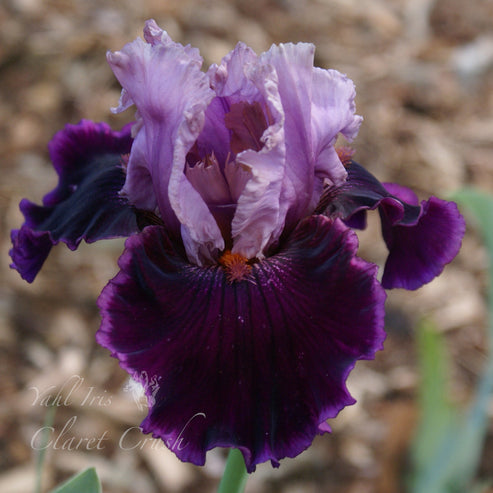 Claret Crush - Tall bearded iris – Yahl Iris