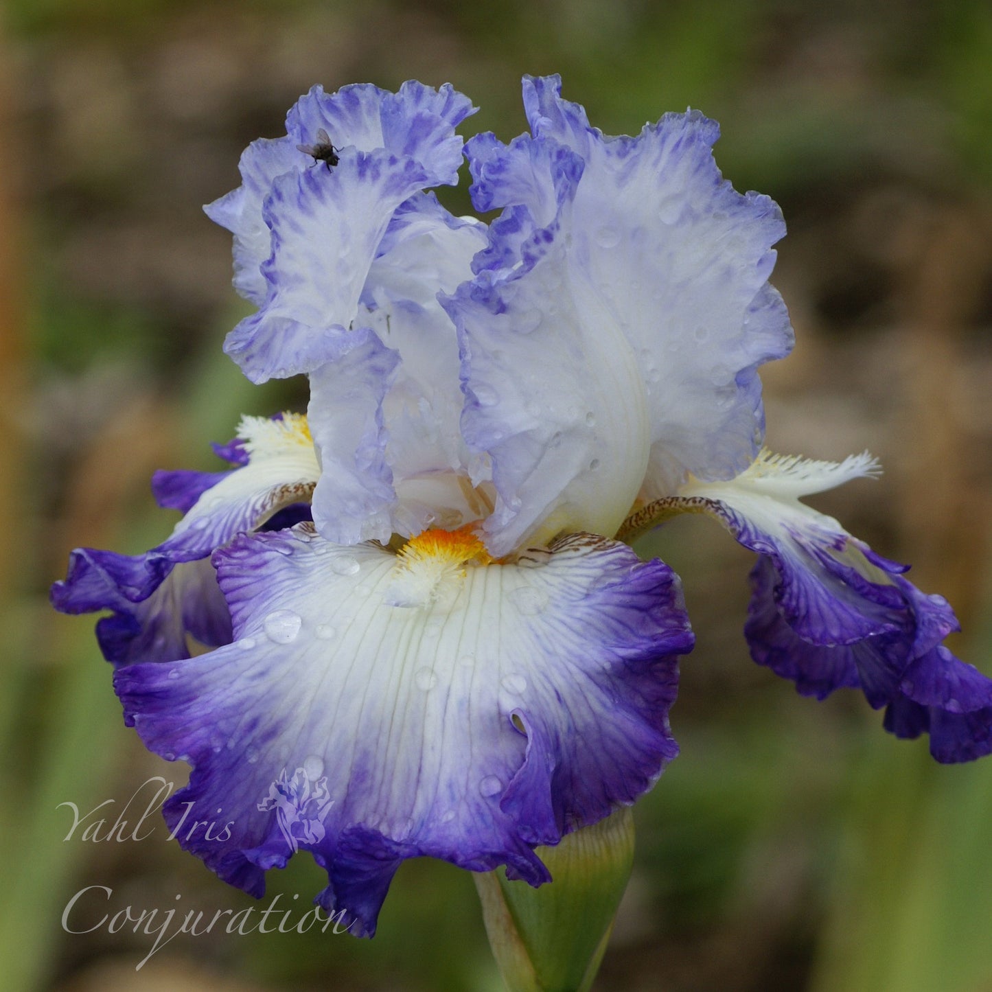 Conjuration - Tall bearded iris