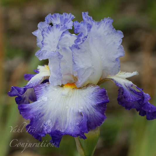 Conjuration - Tall bearded iris