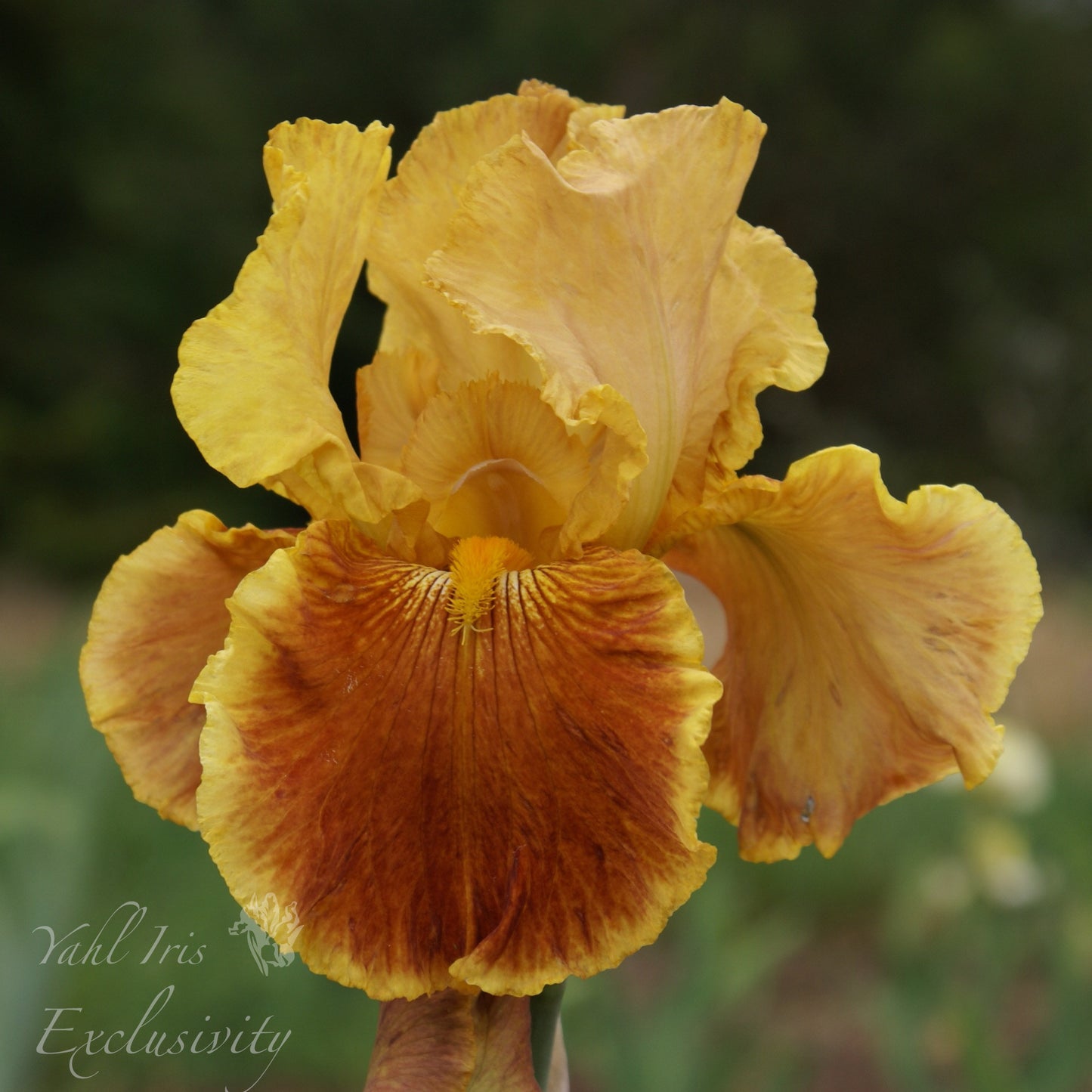 Exclusivity - Tall Bearded Iris