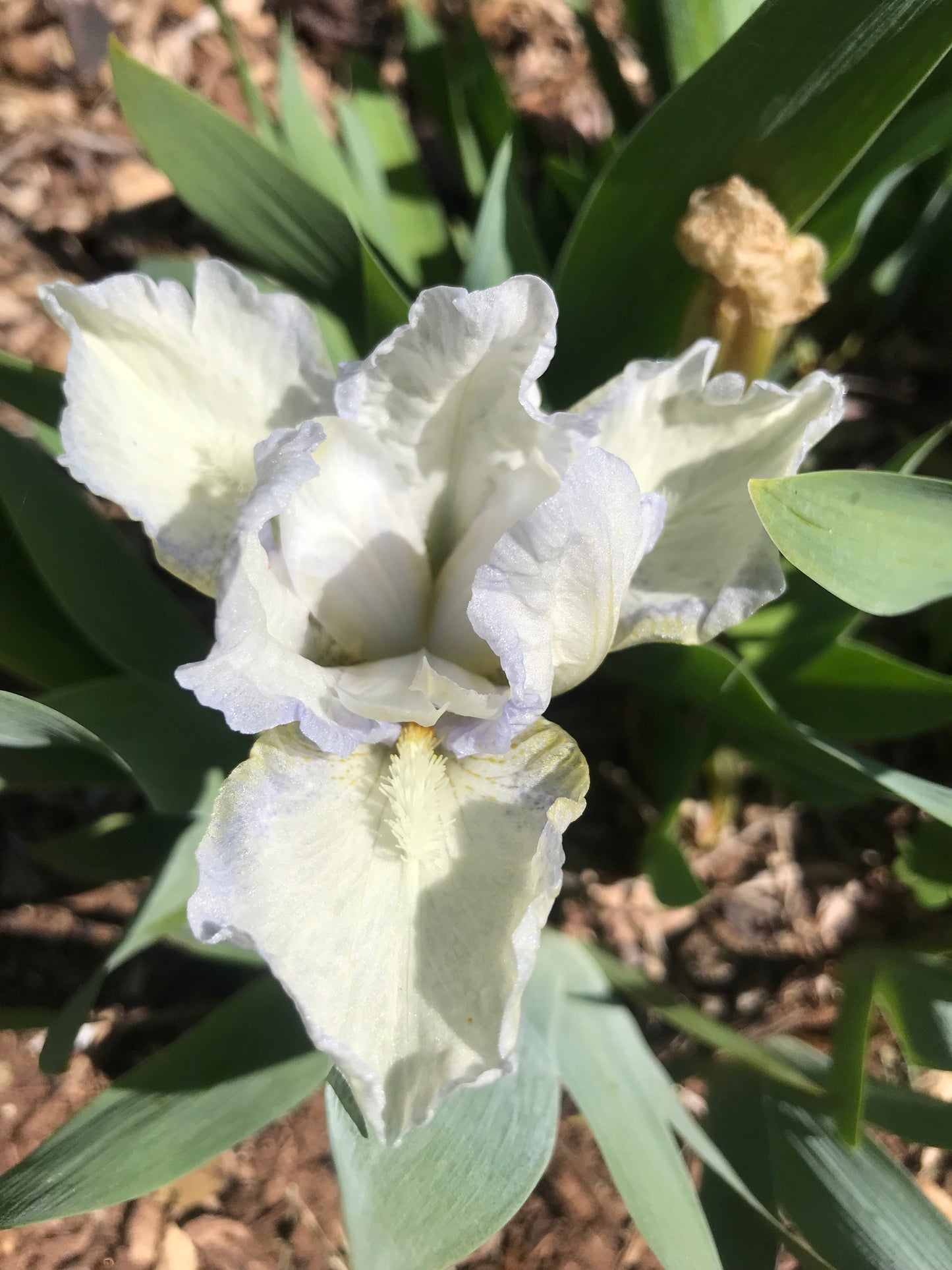 Unknown name 13 - Dwarf bearded iris