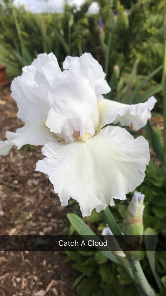 Catch a Cloud - Tall bearded iris