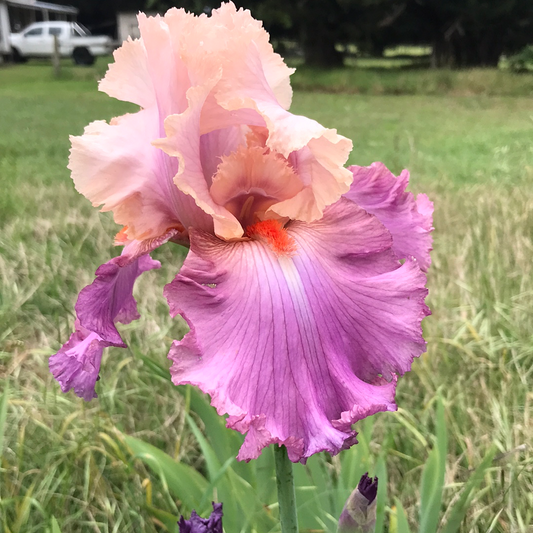 Sweet Musette - Tall bearded iris