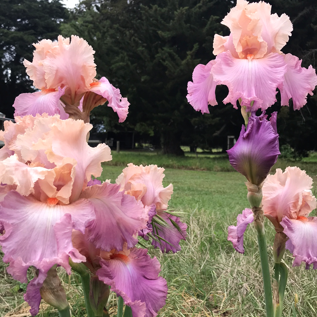 Sweet Musette - Tall bearded iris