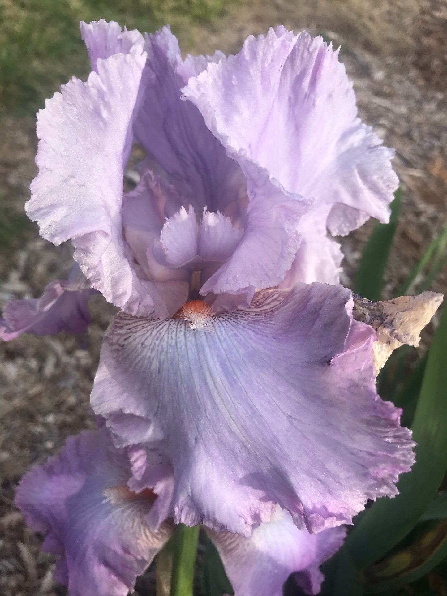 Unknown Name 9 - Tall bearded iris