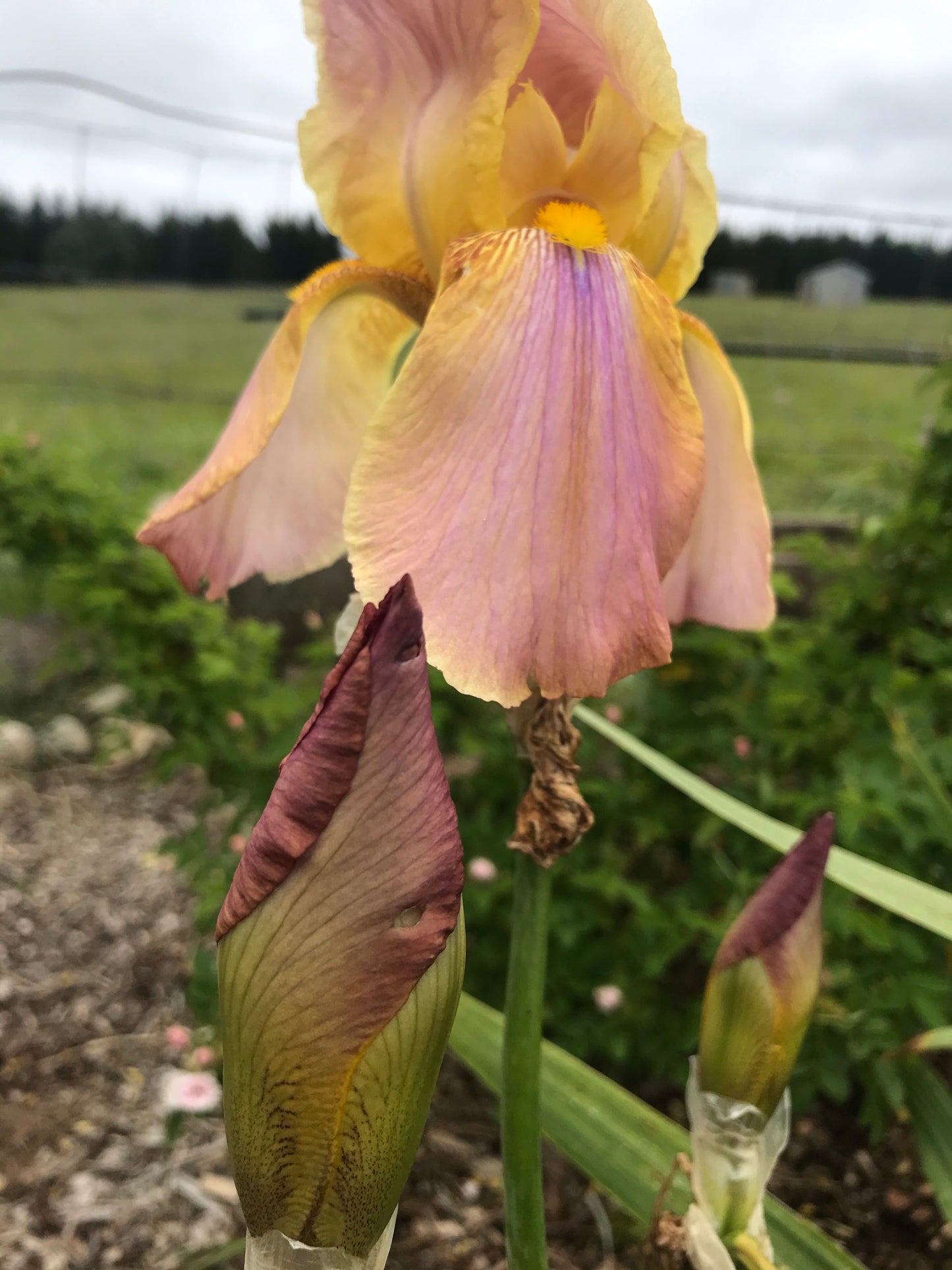 Unknown Name 8 - Tall bearded iris