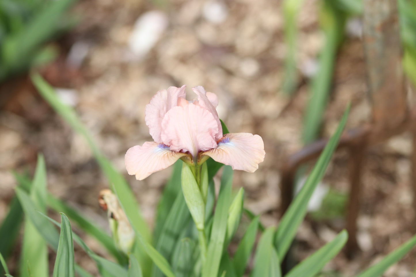 Unknown name 15 - Dwarf bearded iris