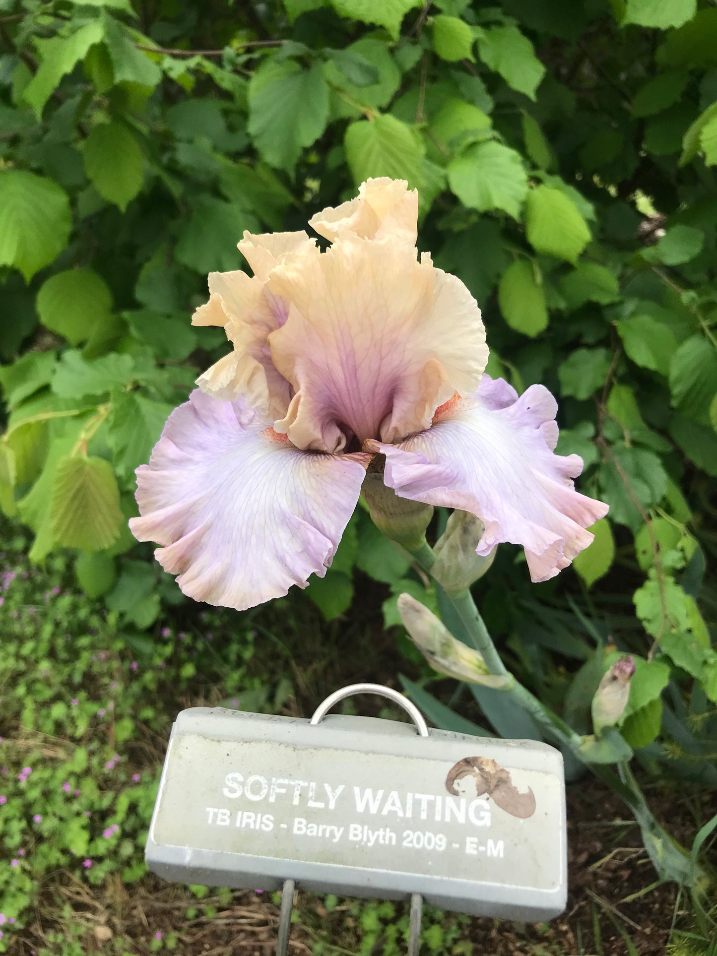 Softly Waiting - Tall bearded iris