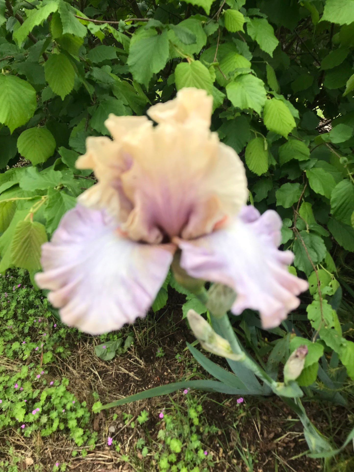 Softly Waiting - Tall bearded iris