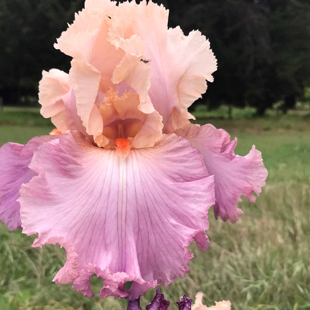 Sweet Musette - Tall bearded iris