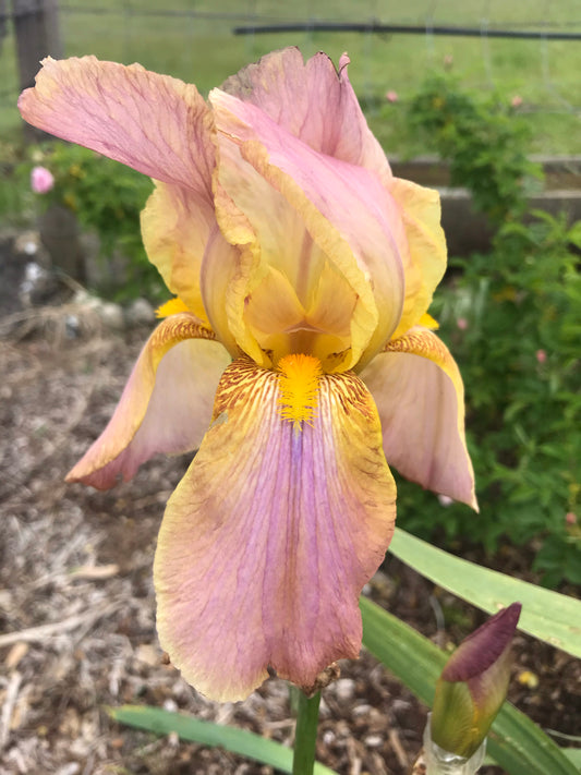 Unknown Name 8 - Tall bearded iris