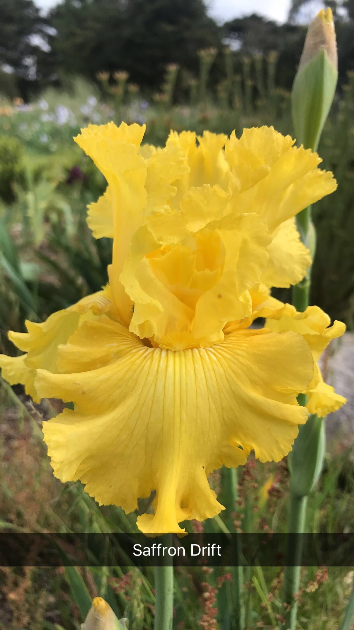 Saffron Drift - Tall bearded iris