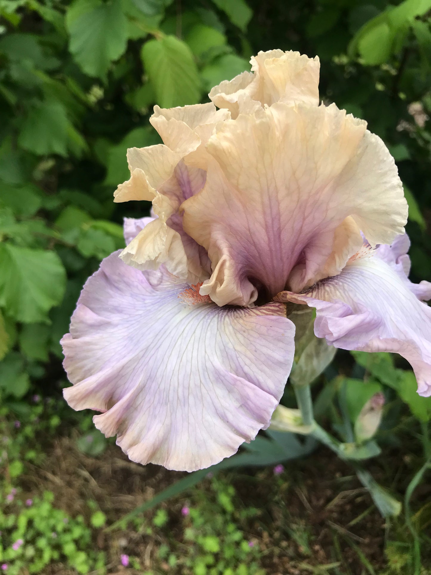 Softly Waiting - Tall bearded iris