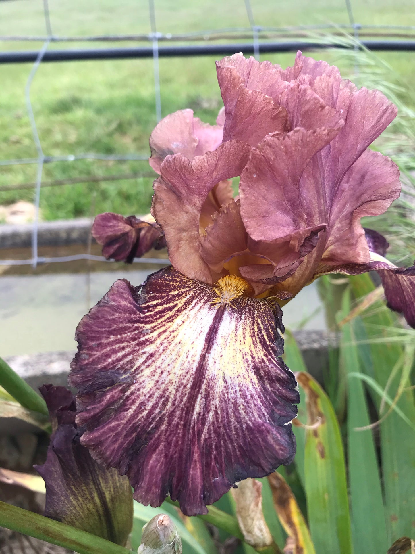 Unknown Name 10 - Tall bearded iris