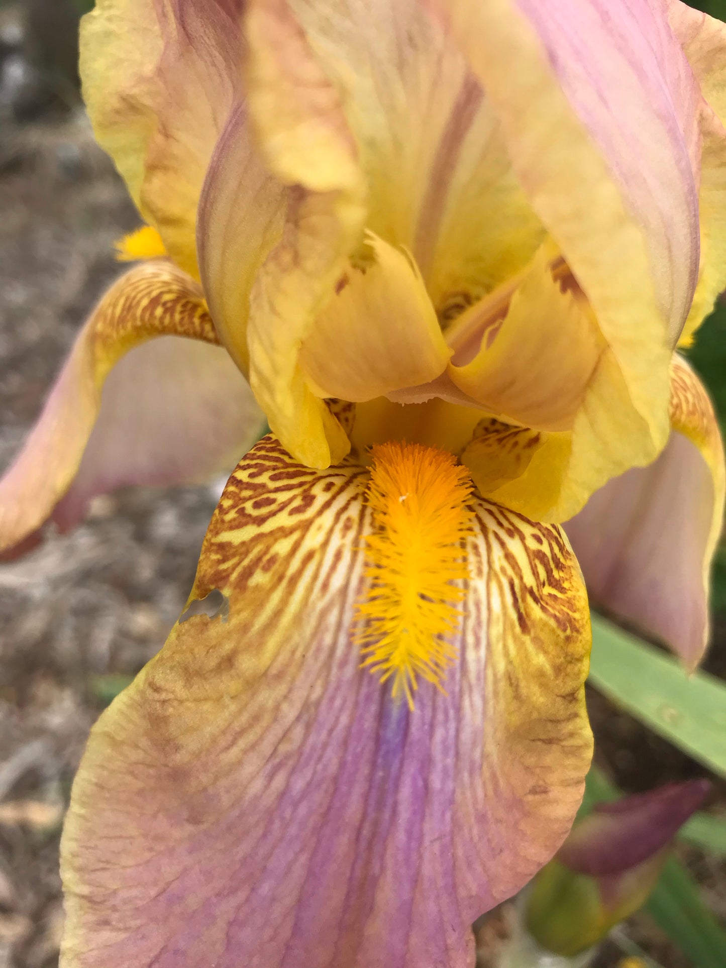 Unknown Name 8 - Tall bearded iris