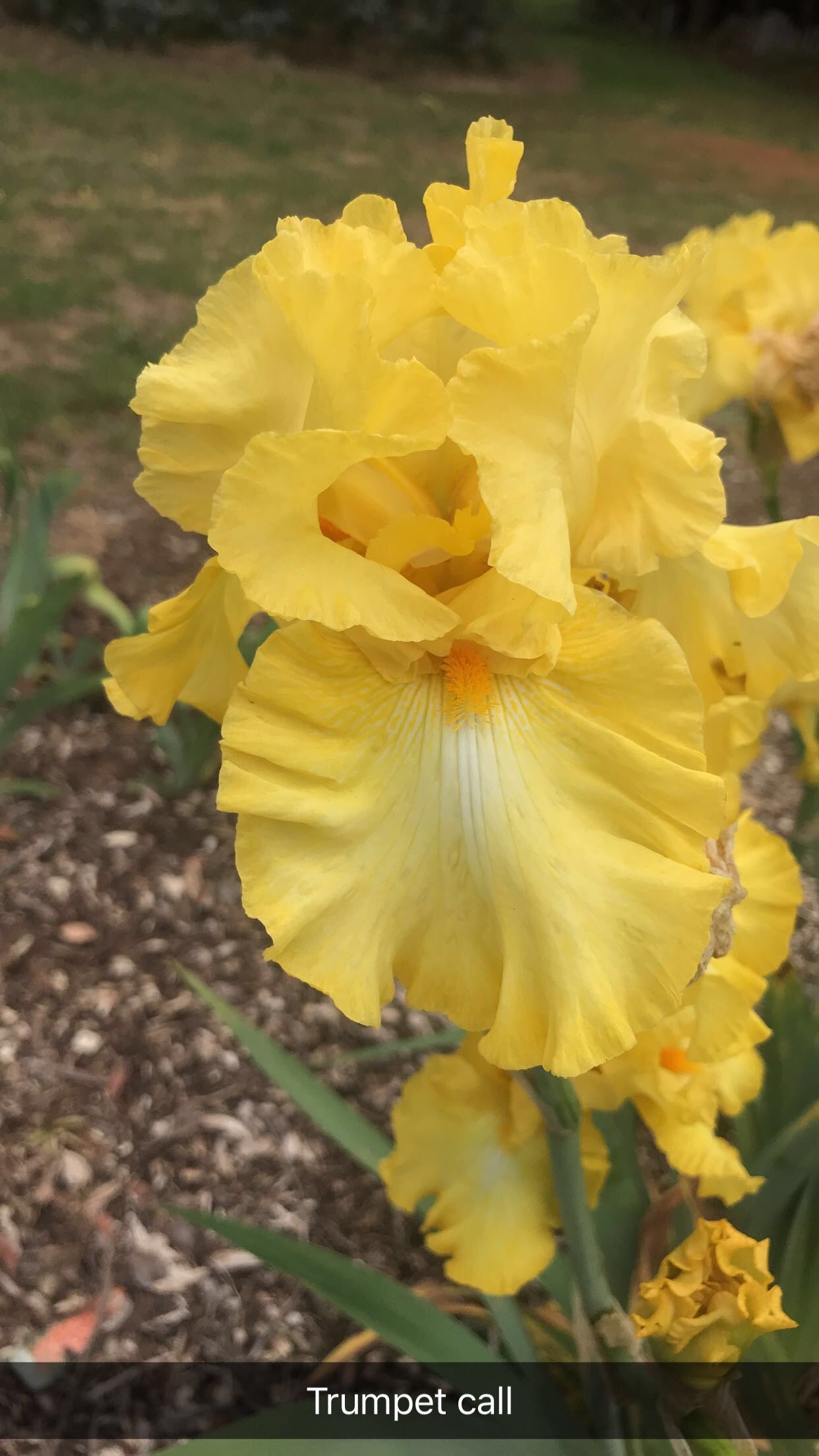 Trumpet Call - Tall bearded iris