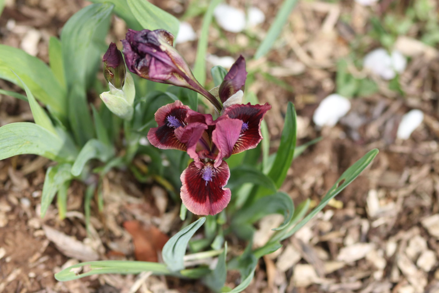 Unknown name 14 - Dwarf bearded iris