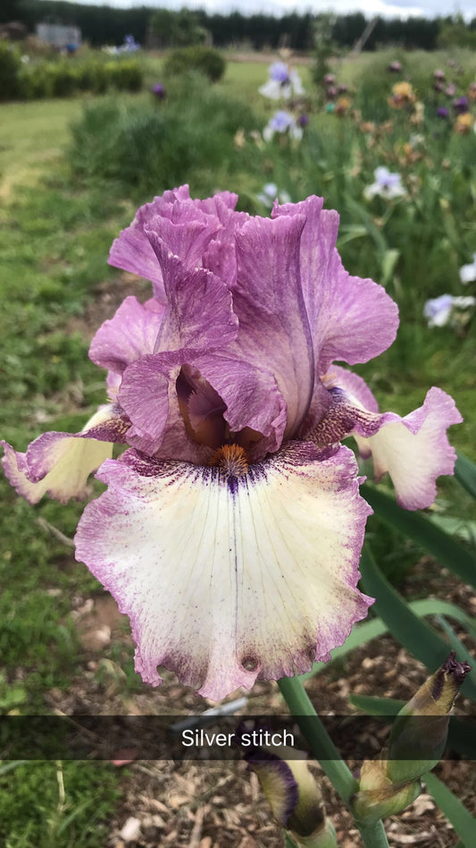 Silver Stitch - Tall bearded iris