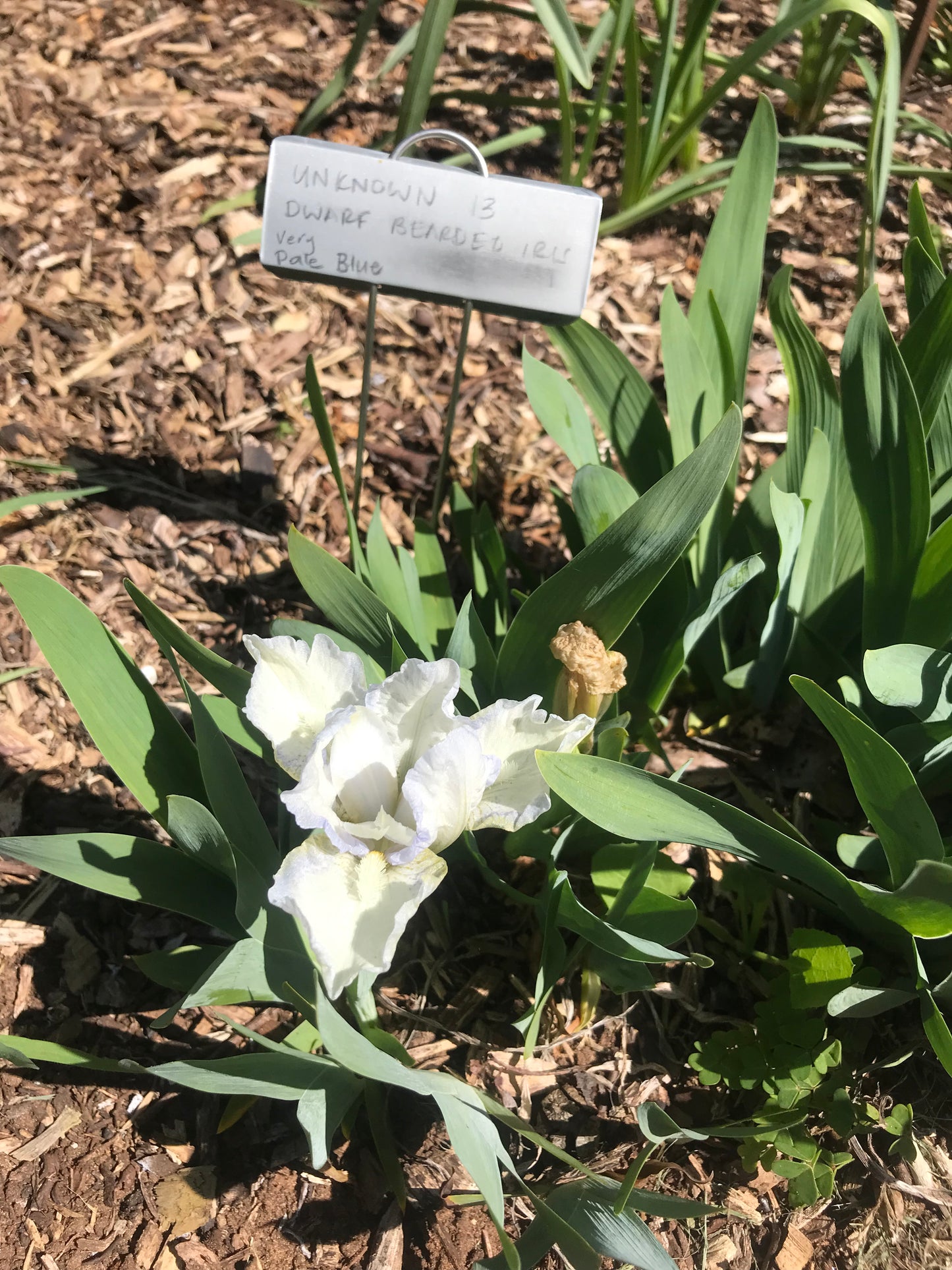 Unknown name 13 - Dwarf bearded iris