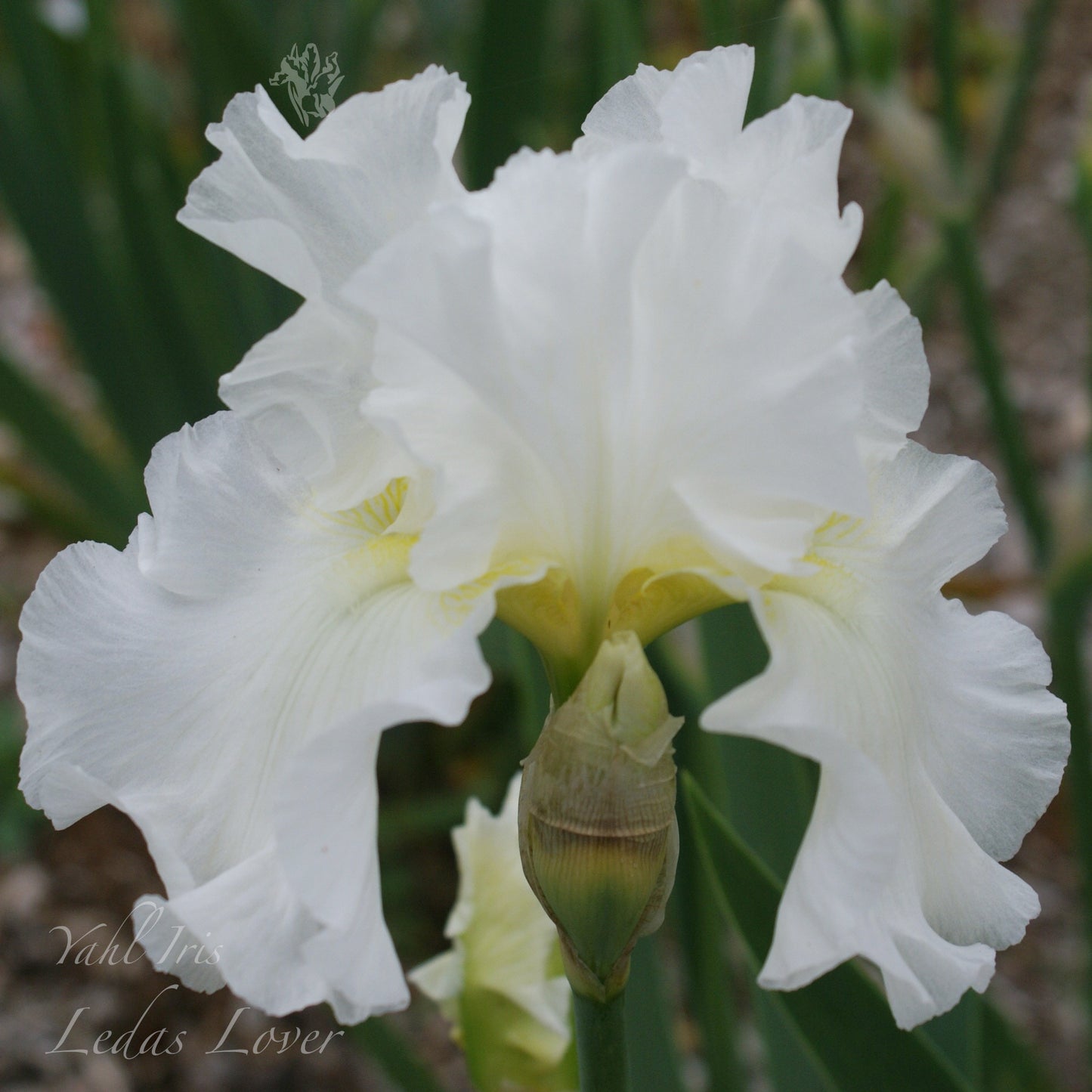 Ledas Lover - Tall bearded iris