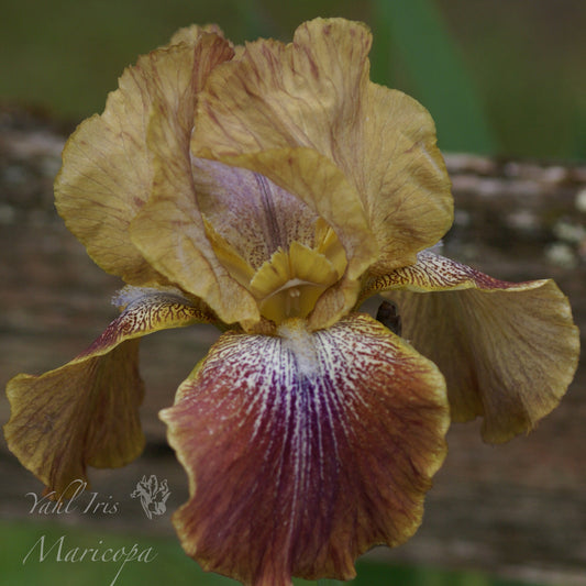 Maricopa - Tall bearded iris- Rebloomer!