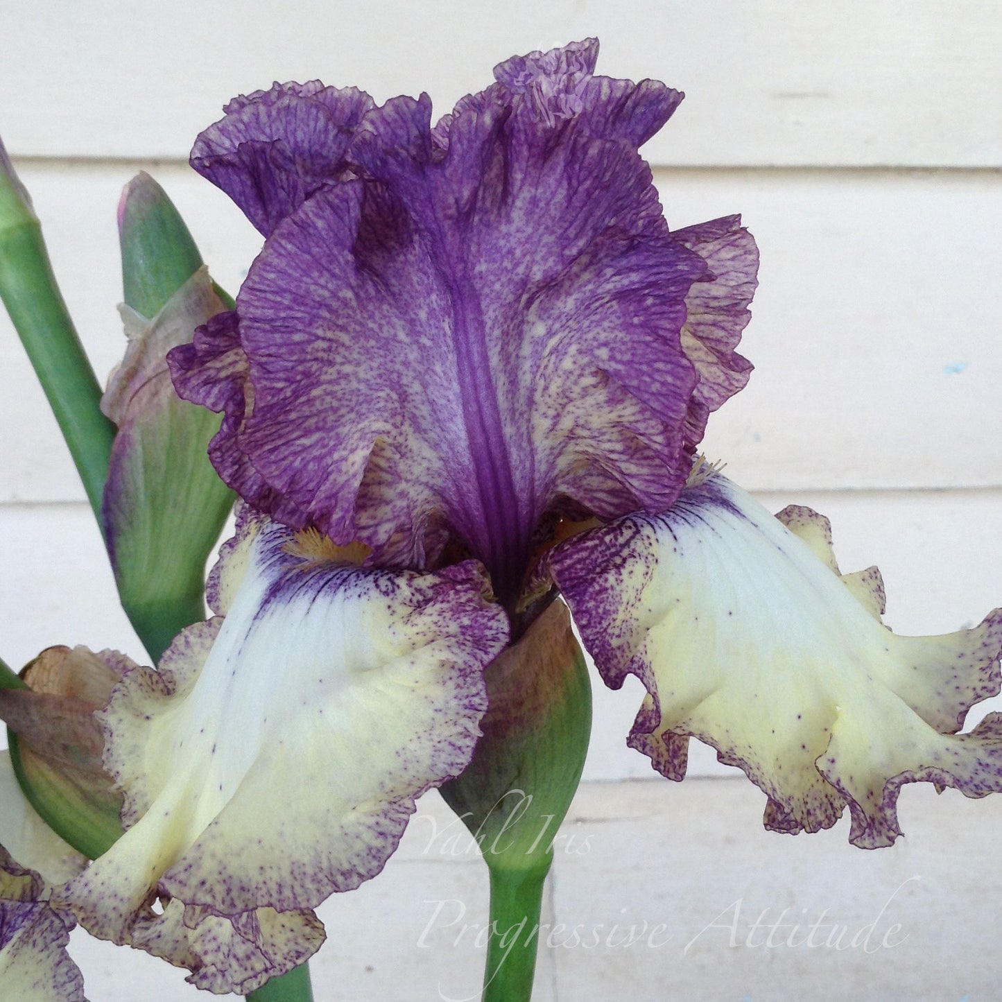 Progressive Attitude - Tall bearded iris