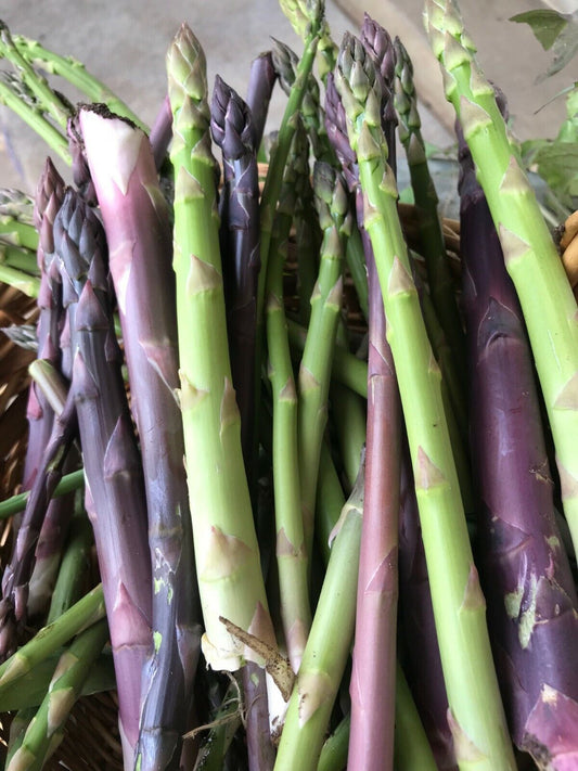 ASPARAGUS SEEDS - Purple Asparagus Seeds - 20 seeds - freshly harvested