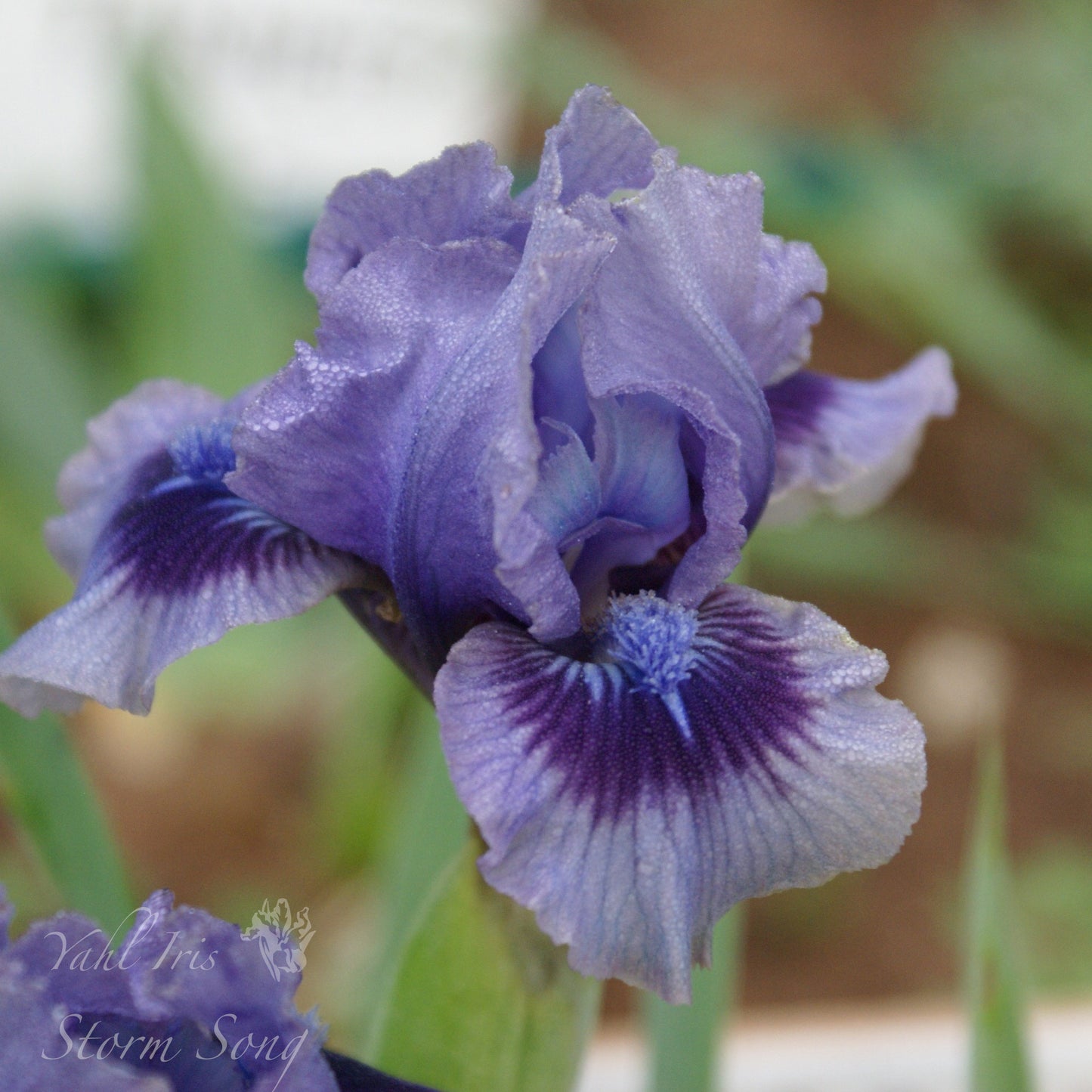 Storm Song - Intermediate bearded iris